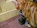 Moeders met kittens1