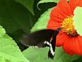 The butterfly erfect
