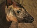 Okapi