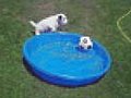 Dog vs. soccer ball in kiddie pool