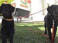 Hundeadoption auf Mallorca