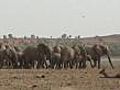 Elephants under threat in Mali