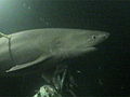 Animals: Sixgill Sharks Still a Mystery