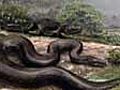 The story of the world’s largest snake