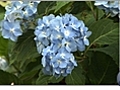 Hydrangea Growing Tips