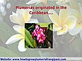 Plumeria Care - The Fragrant World of Plumerias and Frangipani