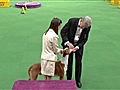 Westminster Kennel Club Dog Show - Best of Hound Group,  Part 3