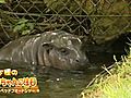 英・ロンドン近郊の動物園でオスのコビトカバの赤ちゃんが話題に