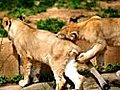 US lion cubs tumble toward adulthood