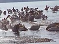 A video of the Pelicans