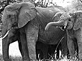 ELEPHANTS IN LOVE