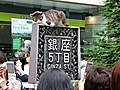 Ginza’s Lucky Cat