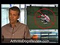 Arthritis Dogs - Natural Supplements