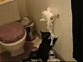 Le chat qui n&#039;aimait pas les rouleaux de papier toilette