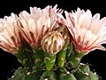 Time-lapse Of Pink Cactus Buds Blooming 8 Isolated On Black Stock Footage