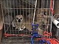 Suspected Puppy Mill