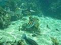 Snorkeling clip in Bahia Principe Jamaica