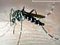 Delhi bitten by the dengue bug, alarm bells ringing