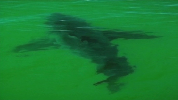 18ft shark sighting in Massachusetts