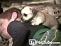 The Christmas Puppies - PetTube.com