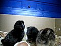 Four baby chicks!