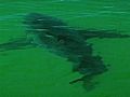 More Sharks Spotted Off Cape,  Beaches Stay Open