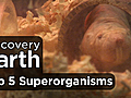 Earth: Top 5 Superorganisms