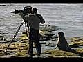 Life: Filming Orcas and Seals