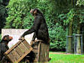 Chimp insight