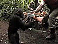Funny Moment Of The Week: Ape Goin Wild With An Ak-47!