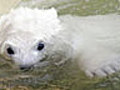 Polar bear cub learns to swim