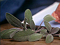 Spotlight on Herbs: Sage