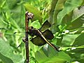 Bluff Spring Fen Nature Preserve June 28