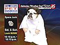 Helmsley &quot;Princess Leia&quot; the weather dog: See &quot;space junk&quot; this weekend