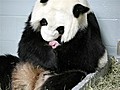 Baby panda born at Zoo Atlanta