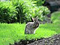 Bunny hopping in Oak Park