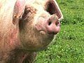 00030 Tiere Schwein1 Stock Footage