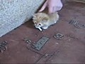 مضحك: قطة صغيرة مدمنة على.. تدخين السجائر!!!