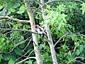 Young &#039;pecker knocks mum out of tree