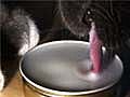 Cats Drink With Delicate Balance