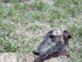 MI GALGO