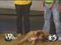 Central Bark Is A Place For Dogs