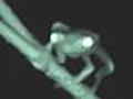 Male Treefrogs Use Vibrations In Aggressive Contests