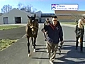 Kentucky Derby Winner Barbaro One Step Closer To Recovery