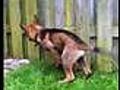 Puppy Fun Through Fences