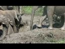 Ook olifanten houden van een modderbad