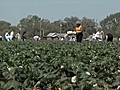 [Video] Farmers give away free strawberries