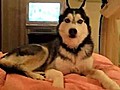 Un Husky déclare sa flamme