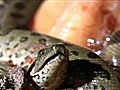 National Geographic Animals - Anaconda Babies