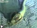 une etrange creature trouvée au fond d’un lac en russie